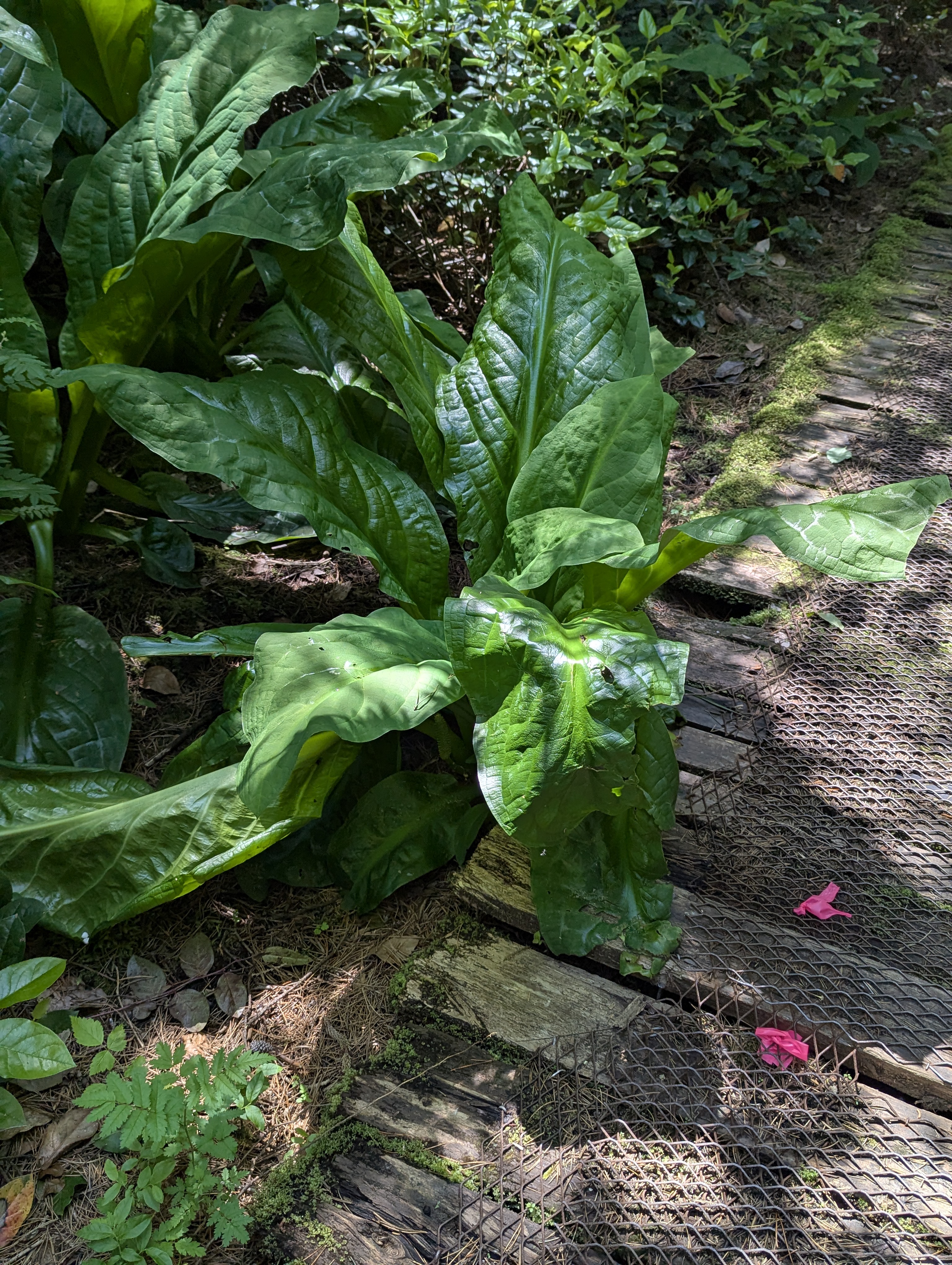 Birthday Trip to Canada, Delta, Burns Bog, Vancouver, British Columbia